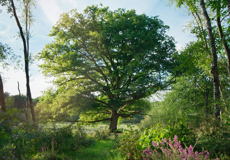 A large oak tree in a forest.
